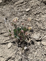 Abronia glabrifolia