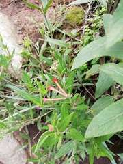 Bouvardia ternifolia