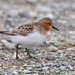Red-necked Stint - Photo (c) greglasley, some rights reserved (CC BY-NC), uploaded by Greg Lasley