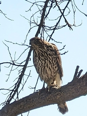 Accipiter cooperii