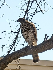 Accipiter cooperii