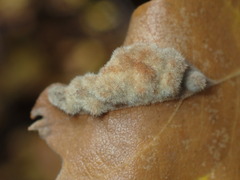Aceria trichophila