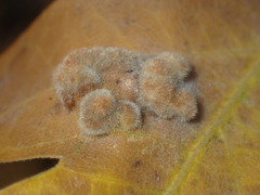 Aceria trichophila