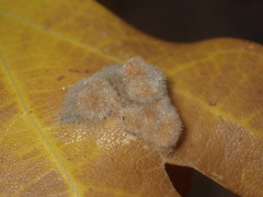 Aceria trichophila
