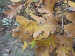 Aceria trichophila