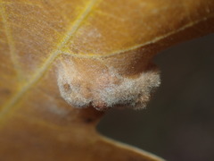 Aceria trichophila