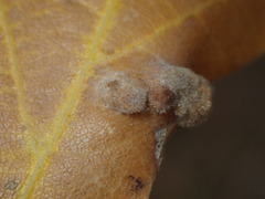 Aceria trichophila