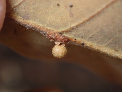 Atrusca brevipennata