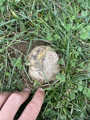 Scleroderma polyrhizum