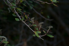 Cercocarpus minutiflorus