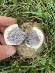 Scleroderma polyrhizum