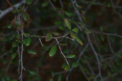 Cercocarpus minutiflorus