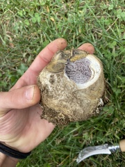 Scleroderma polyrhizum