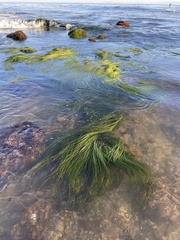 Phyllospadix torreyi