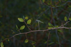 Cercocarpus minutiflorus