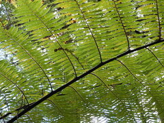 Cyathea medullaris