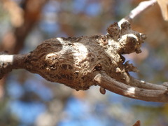 Callirhytis frequens