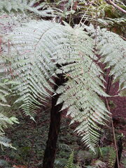Dicksonia squarrosa