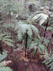 Dicksonia squarrosa