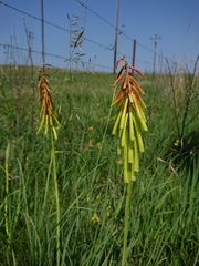 Kniphofia ichopensis