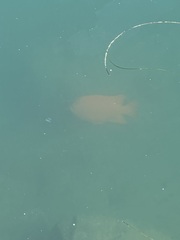 Hypsypops rubicundus