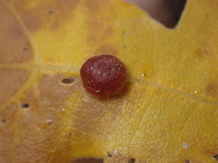 Xanthoteras eburneum