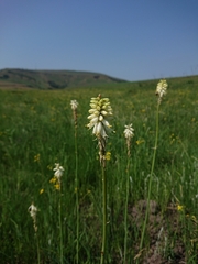 Kniphofia breviflora