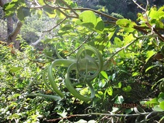 Tillandsia intermedia
