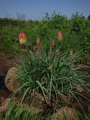 Kniphofia