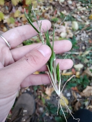 Panicum dichotomiflorum dichotomiflorum