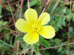 Tribulus