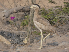 Burhinus superciliaris