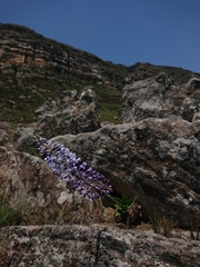 Merwilla plumbea