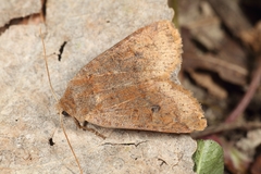 Xylenini