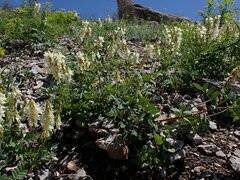 Hedysarum sulphurescens