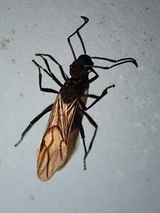 Polyrhachis armata