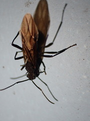 Polyrhachis armata