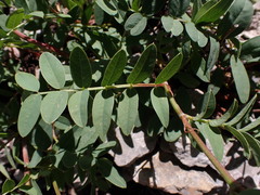 Hedysarum sulphurescens
