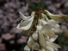 Hedysarum sulphurescens
