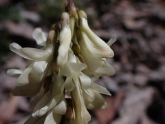 Hedysarum sulphurescens