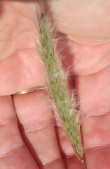 Bothriochloa laguroides