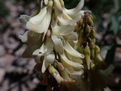 Hedysarum sulphurescens