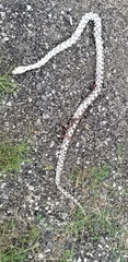 Pantherophis ramspotti