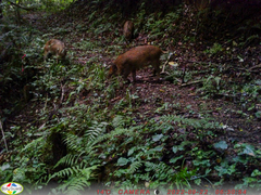 Sus scrofa leucomystax