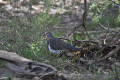 Leucosarcia melanoleuca