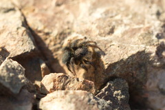 Aelurillus dubatolovi