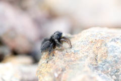 Aelurillus dubatolovi