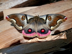 Polythysana rubrescens