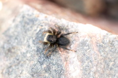 Aelurillus dubatolovi