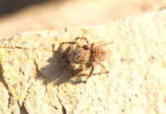 Aelurillus dubatolovi